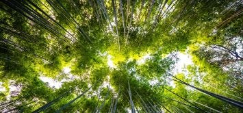 Estelle Zhong Mengual : L'art au secours de l'écologie